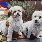 Custom Paint by Numbers Kit From Your Photo | Personalized photo review