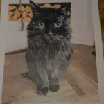 Custom Paint by Numbers Kit From Your Photo | Personalized photo review