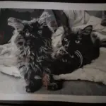 Custom Paint by Numbers Kit From Your Photo | Personalized photo review