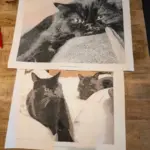 Custom Paint by Numbers Kit From Your Photo | Personalized photo review